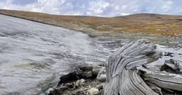 Descoberta de floresta milenar em Montana nos EUA