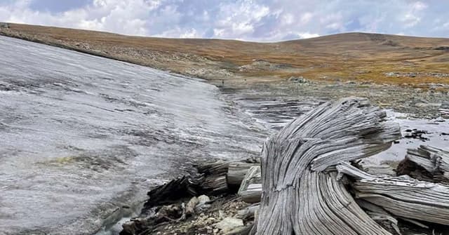 Descoberta de floresta milenar em Montana nos EUA
