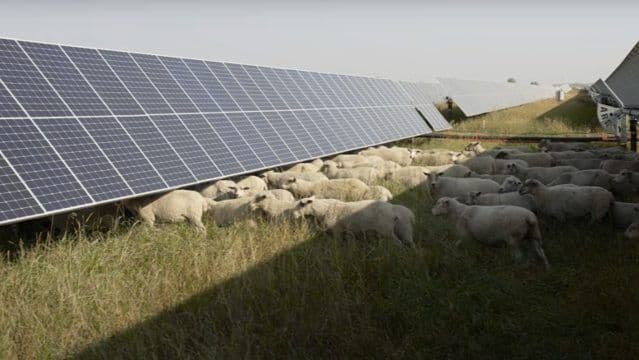 Ovelhas pastam entre painéis solares na Austrália