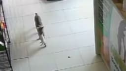 Gata busca ajuda veterinária para filhote ferido