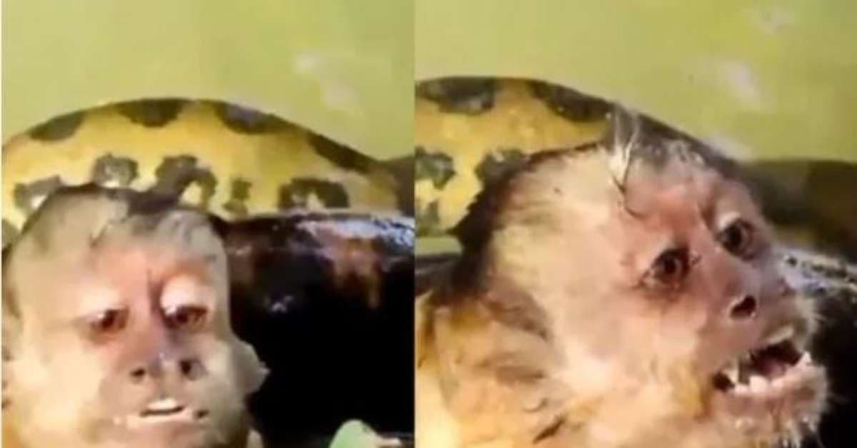 Turistas resgatam macaco sufocado por cobra em Bonito