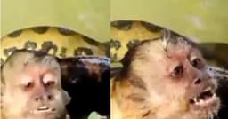 Turistas resgatam macaco sufocado por cobra em Bonito