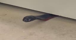 Cobra utiliza estratégia curiosa para evitar captura na Austrália