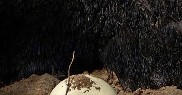 Animais Ovíparos: Surpresas do Mundo Animal