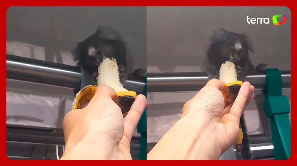 Macaco sagui é alimentado por passageira em trem
