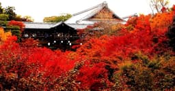 Plantas e flores vermelhas que encantam o mundo