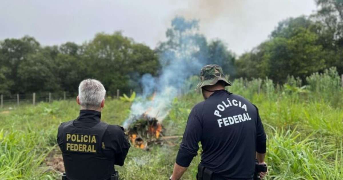 Protestos Crescem Após Destruição de Plantação de Cannabis
