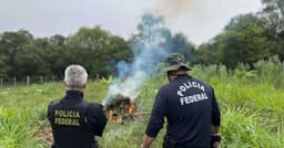 Protestos Crescem Após Destruição de Plantação de Cannabis