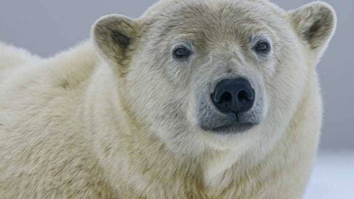 Adaptação dos ursos polares ao frio extremo