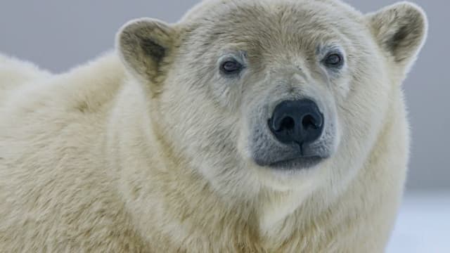 Adaptação dos ursos polares ao frio extremo