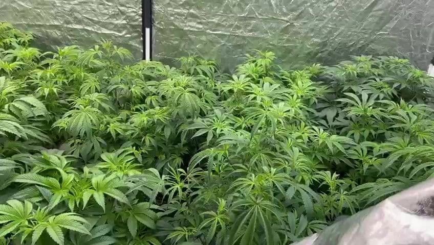 STF mantém definição sobre posse de maconha em 2025