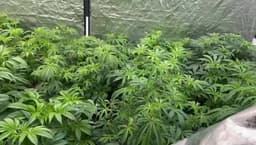 STF mantém definição sobre posse de maconha em 2025