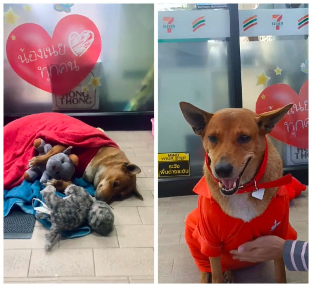 Cachorro adotado por princesa após esperar dono falecido