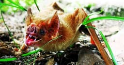 Animais com Dentes Afiados e Suas Curiosidades