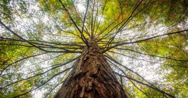 Concurso de Árvores Gigantes do RS Inscrições Abertas