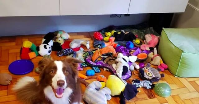 Cadela brasileira é chamada de gênio por memorizar 200 palavras