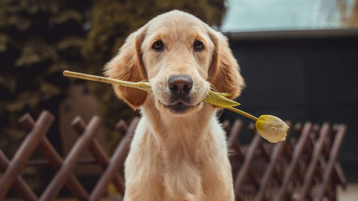 Como conquistar a atenção do seu cão