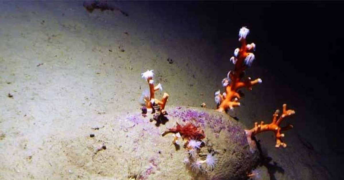 Descoberta Arqueológica de Navio Naufragado na Itália