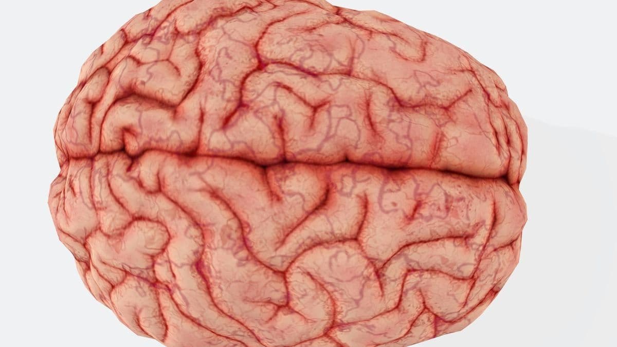 Estudo revela que cérebro pode conter 7g de microplásticos