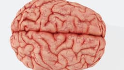 Estudo revela que cérebro pode conter 7g de microplásticos