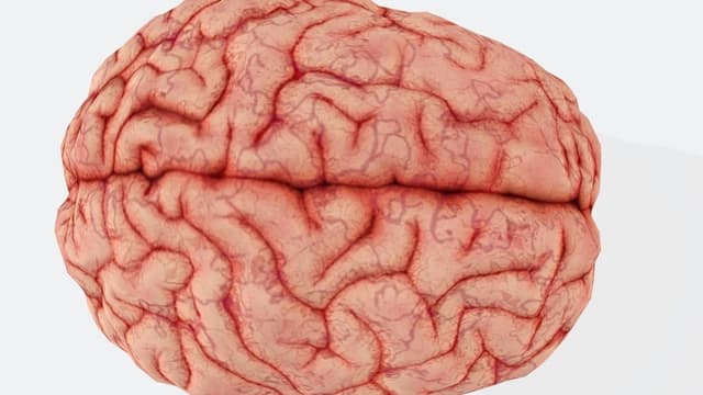 Estudo revela que cérebro pode conter 7g de microplásticos