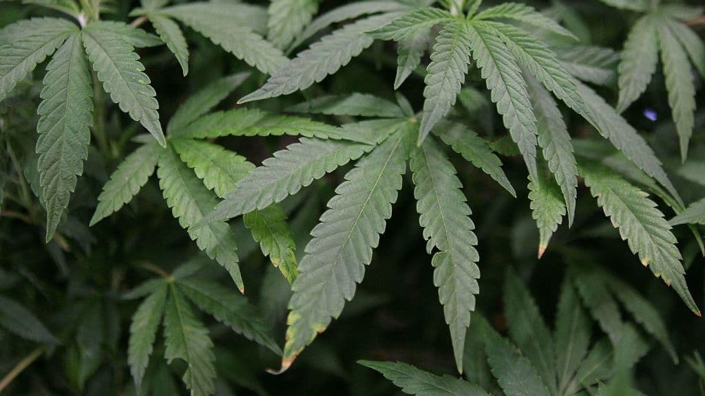 Ministros do STF votam sobre porte de maconha