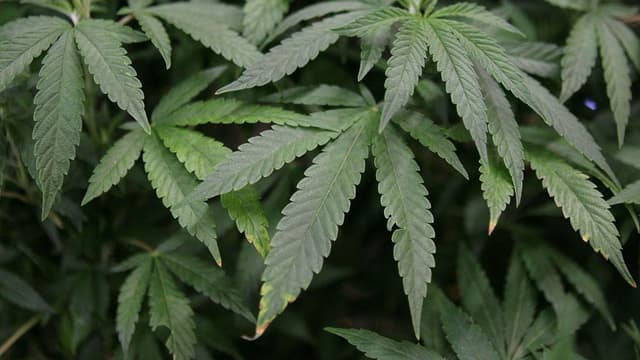 Ministros do STF votam sobre porte de maconha