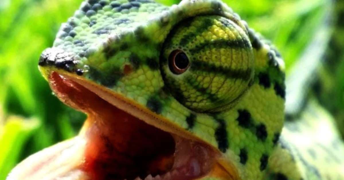 Camaleões: Mestres da Camuflagem e suas Estratégias