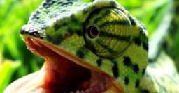 Camaleões: Mestres da Camuflagem e suas Estratégias