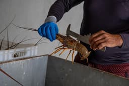 Proibição da venda de lagostas para preservação ambiental