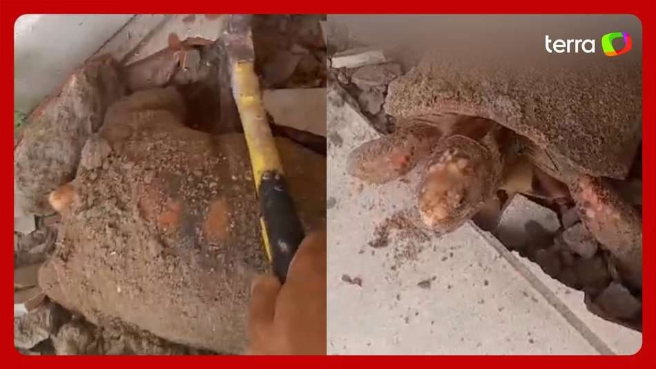 Mulher Descobre Jabuti Vivo Sob o Piso de Casa