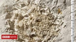 Descoberta de vômito fossilizado de dinossauro na Dinamarca