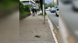 Dérbi paulista gera polêmica com gambá morto