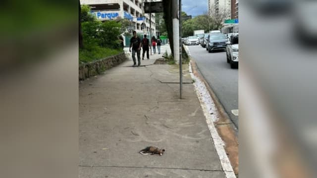 Dérbi paulista gera polêmica com gambá morto