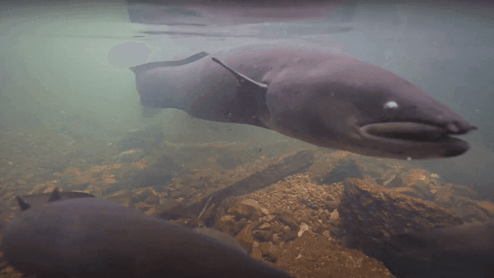 Pesquisadores registram encontro raro com enguias na Nova Zelândia