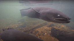 Pesquisadores registram encontro raro com enguias na Nova Zelândia