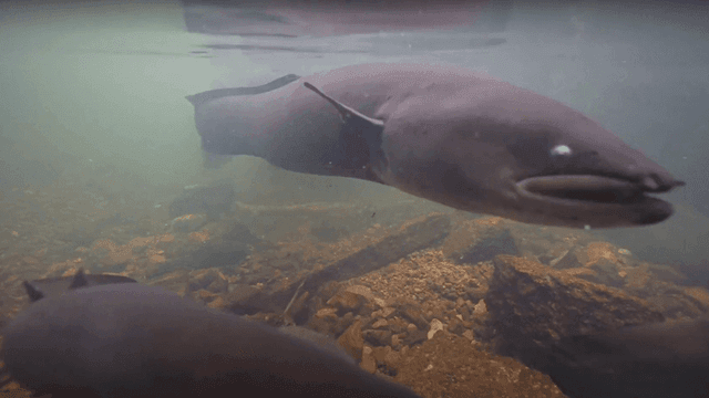 Pesquisadores registram encontro raro com enguias na Nova Zelândia